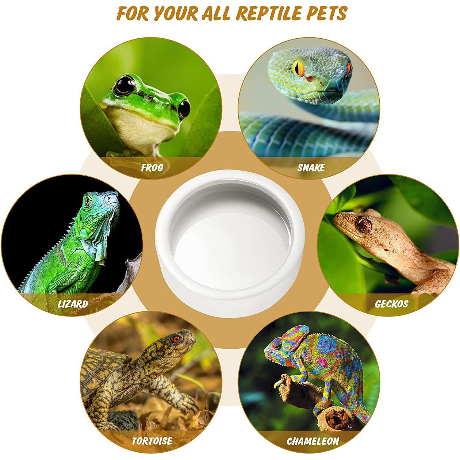 Reptile Food Bowl Feeding and  - Water Dish Reptile incelemesi ve fiyatı