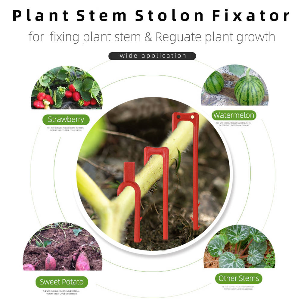 20-50PCS Strawberry Planting F - Vine Climbing Plastic incelemesi ve fiyatı